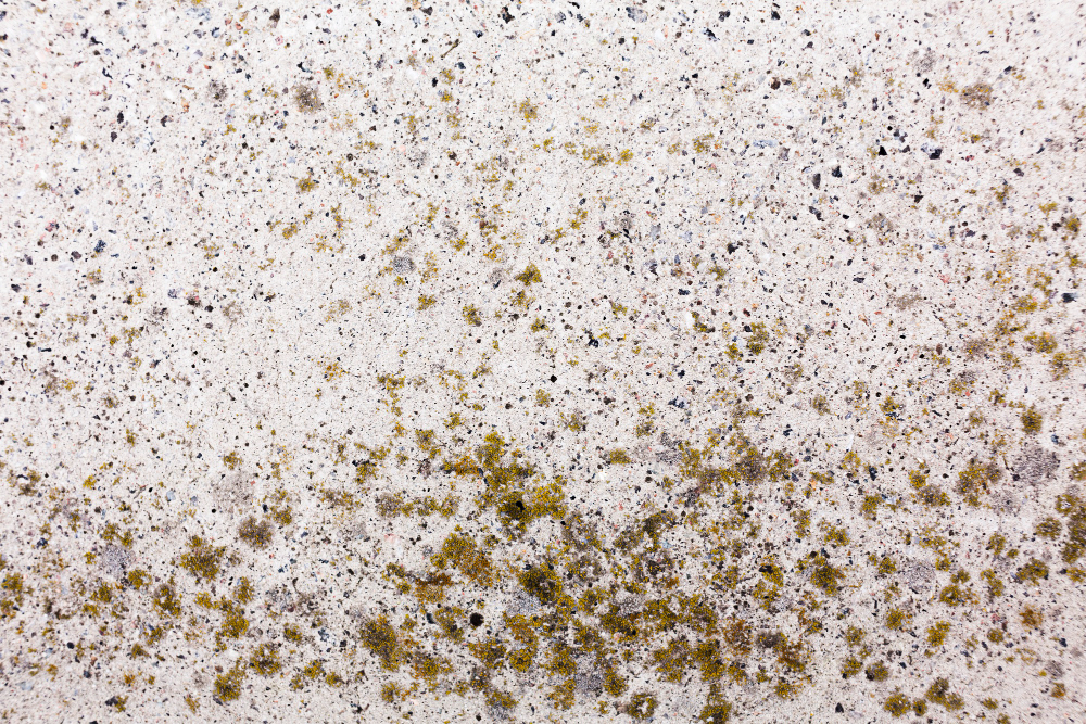 Mold Cleaning Hinsdale IL