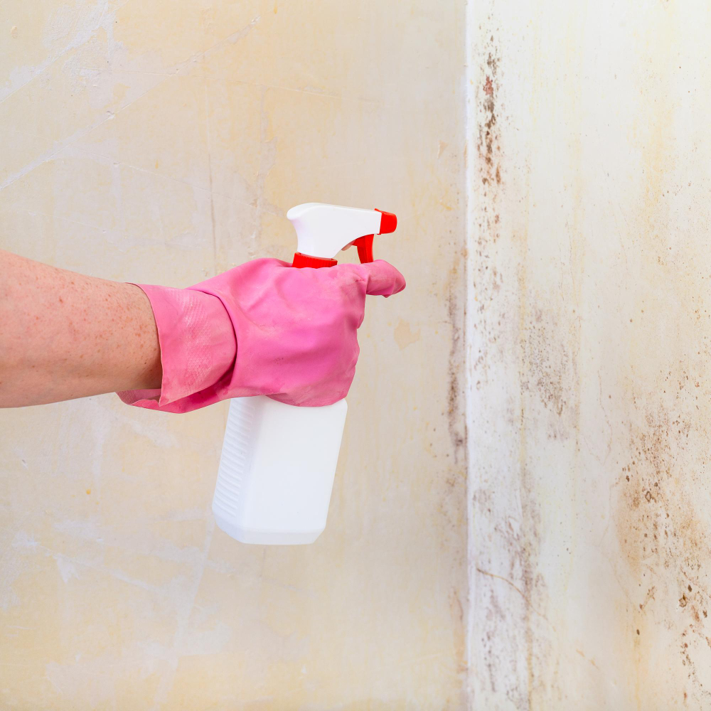 Mold Remediation Hinsdale IL