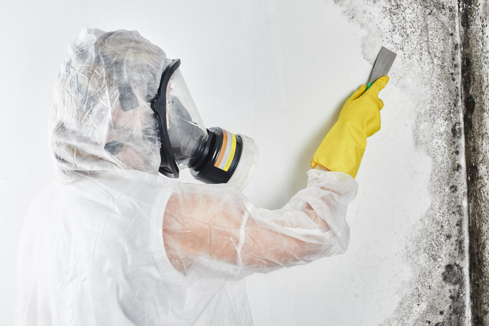 Professional Mold Remediation Services